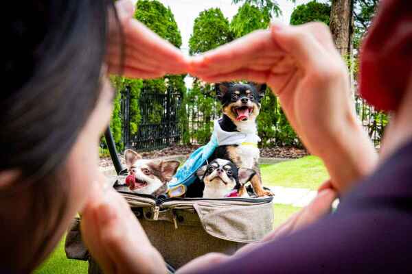 【ペットとフォトウェディング】ペットと一緒に撮影しよう　フォトウェディング相談会